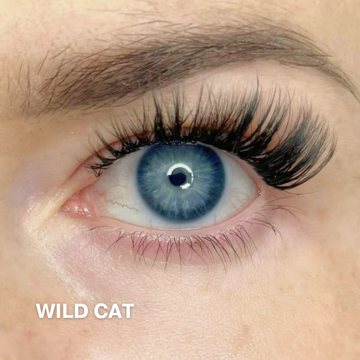 Wild Cat 4-pack