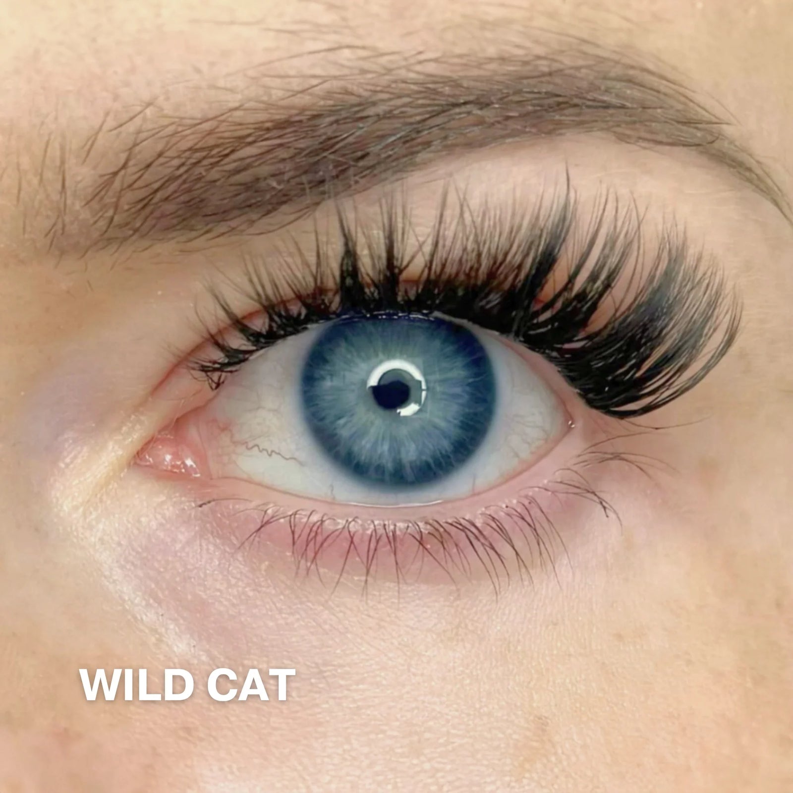 Wild Cat 4-pack